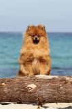 SPITZ ALLEMAND 210